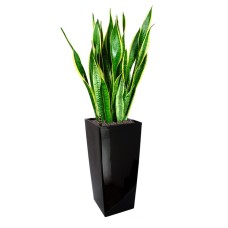 Sansevieria T. Laurentii In Gq4 Pot (L28Cmxw28Cmxh55Cm)